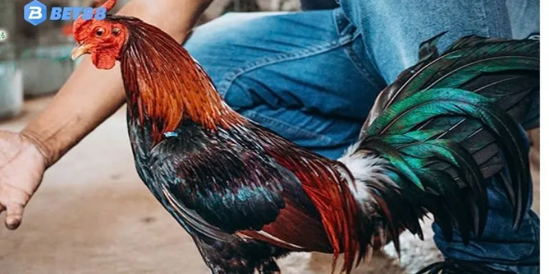 Chăm Sóc Gà Đá - Kinh Nghiệm Thực Tế Từ Trại Gà Chiến