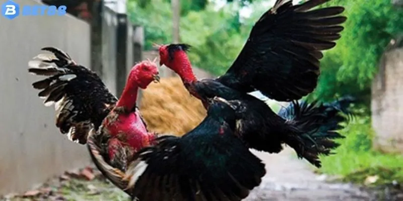 Chăm Sóc Gà Đá - Mẹo Nuôi Gà Chiến Giúp Tăng Sức Bền Vượt Trội