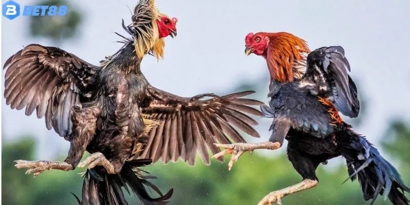 Điểm Mạnh Của Các Giống Gà Đá Việt Mang Lại Hiệu Quả Cao