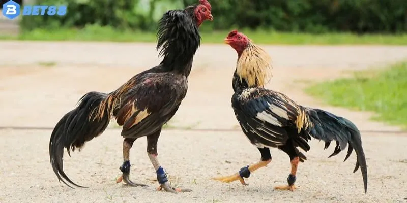 Giống Gà Đá Việt Nam - Bí Thuật Chọn Chiến Kê Bất Khả Chiến Bại