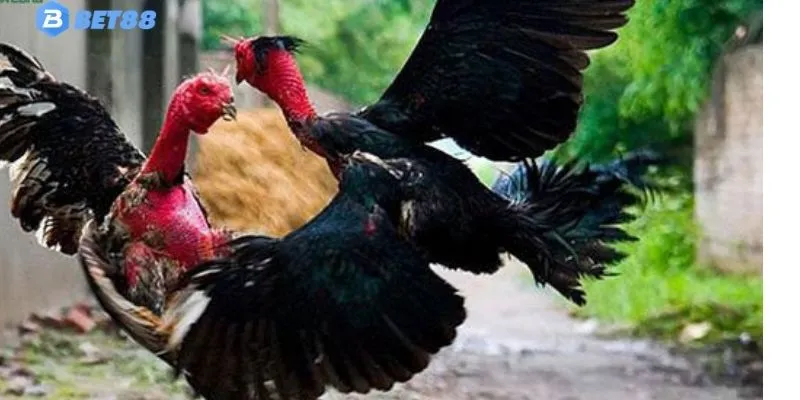 Giống Gà Đá Việt Nam