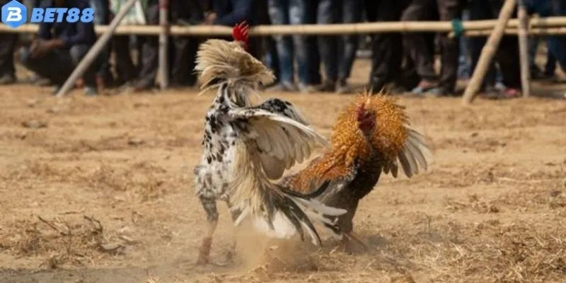 Luật Đá Gà Truyền Thống